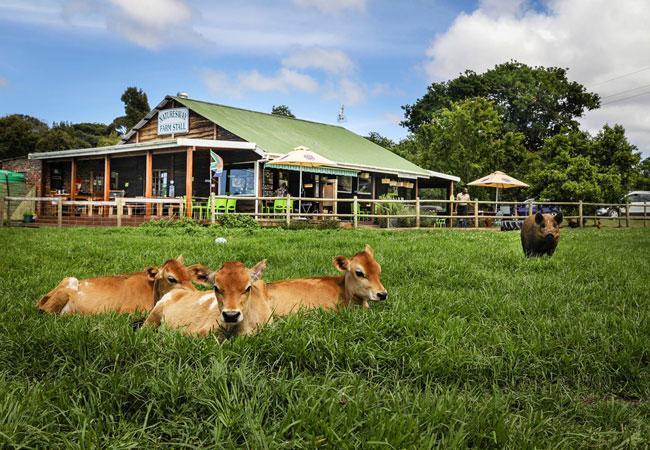 Nature'S Valley Health Retreat A Hide Away In The Forest 外观 照片